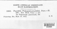 Puccinia polygoni-amphibii image